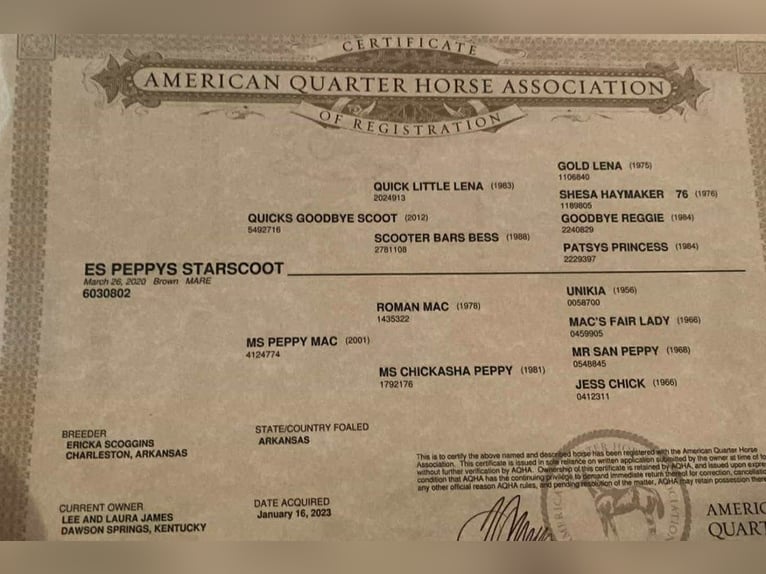 American Quarter Horse Mare 6 years 15 hh Bay in lipan TX