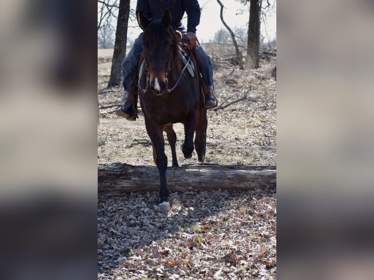 American Quarter Horse Mare 6 years 15 hh Bay in Sulphur Springs