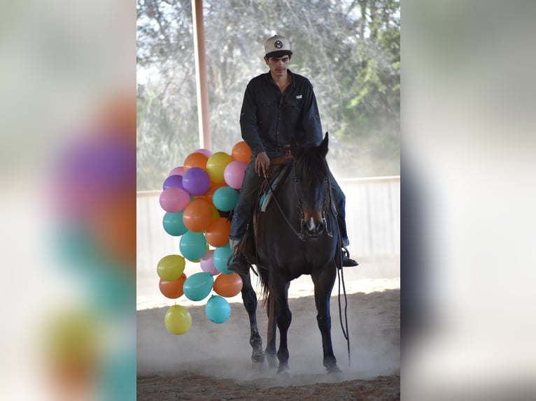 American Quarter Horse Mare 6 years 15 hh Bay in Sulphur Springs