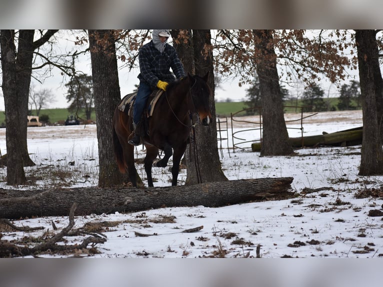 American Quarter Horse Mare 6 years 15 hh Bay in Sulphur Springs