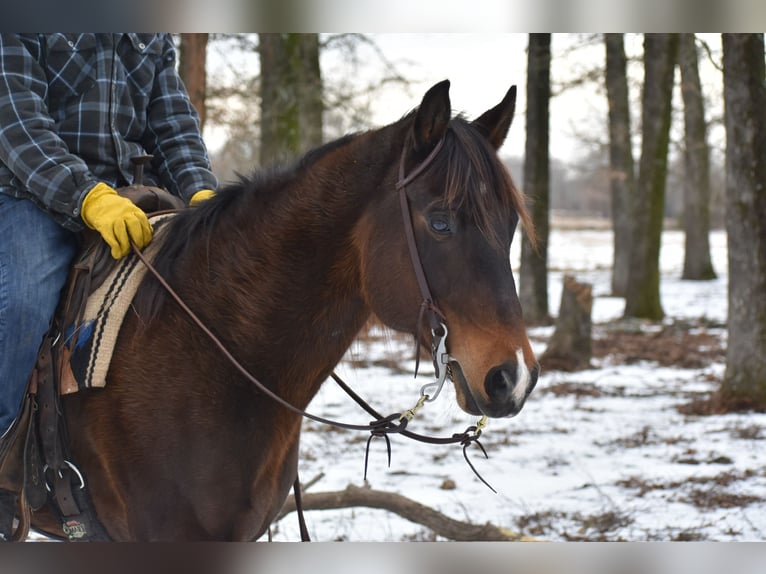 American Quarter Horse Mare 6 years 15 hh Bay in Sulphur Springs
