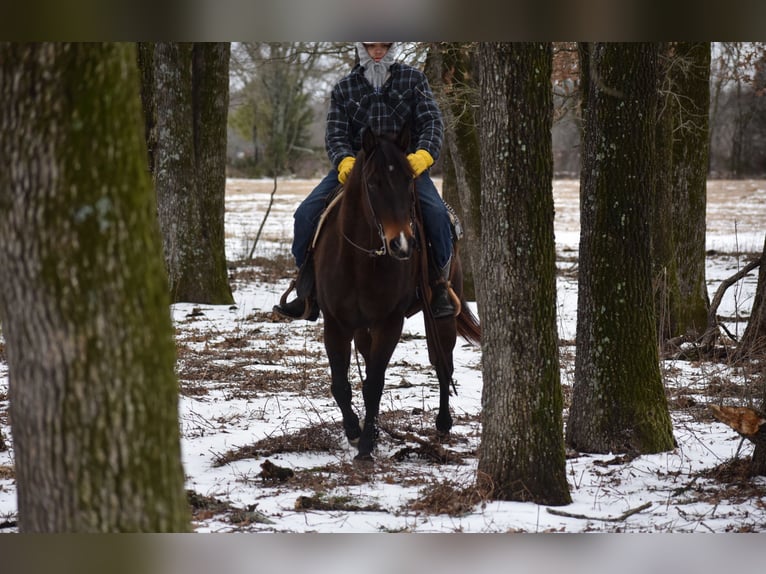 American Quarter Horse Mare 6 years 15 hh Bay in Sulphur Springs