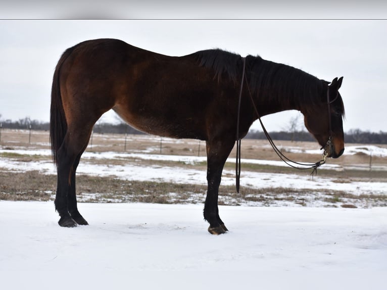 American Quarter Horse Mare 6 years 15 hh Bay in Sulphur Springs