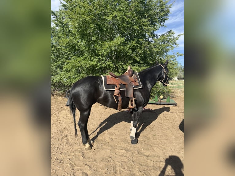 American Quarter Horse Mare 6 years 15 hh Black in Fort Lupton