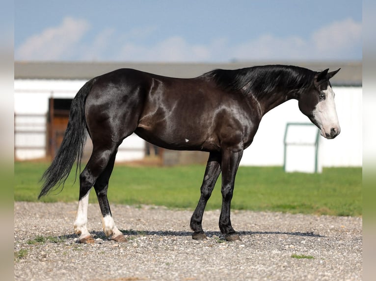 American Quarter Horse Mare 6 years 15 hh Black in Ripley