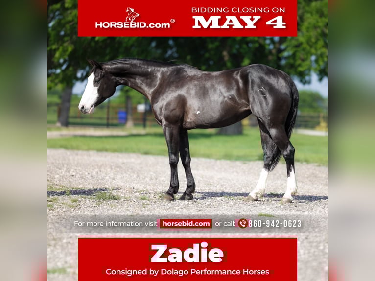 American Quarter Horse Mare 6 years 15 hh Black in Ripley