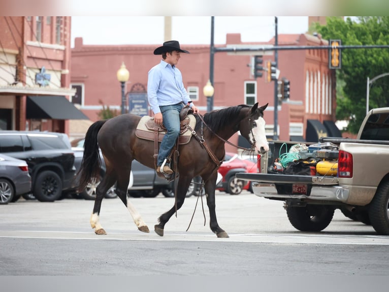 American Quarter Horse Mare 6 years 15 hh Black in Ripley