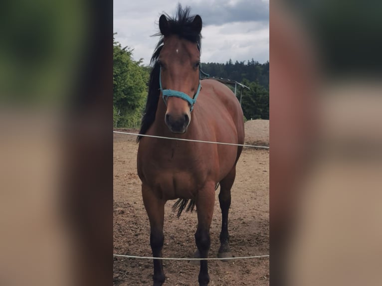 American Quarter Horse Mare 6 years 15 hh Brown in Haag