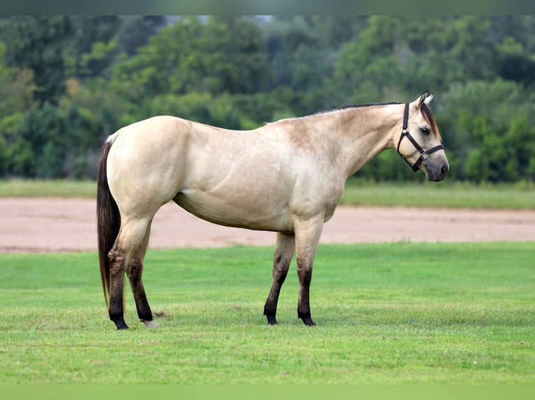 American Quarter Horse Mare 6 years 15 hh Buckskin in Cannon Falls