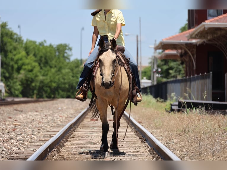 American Quarter Horse Mare 6 years 15 hh Buckskin in Ripley