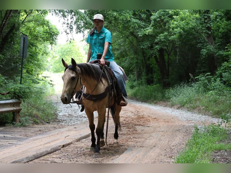 American Quarter Horse Mare 6 years 15 hh Buckskin in Ripley
