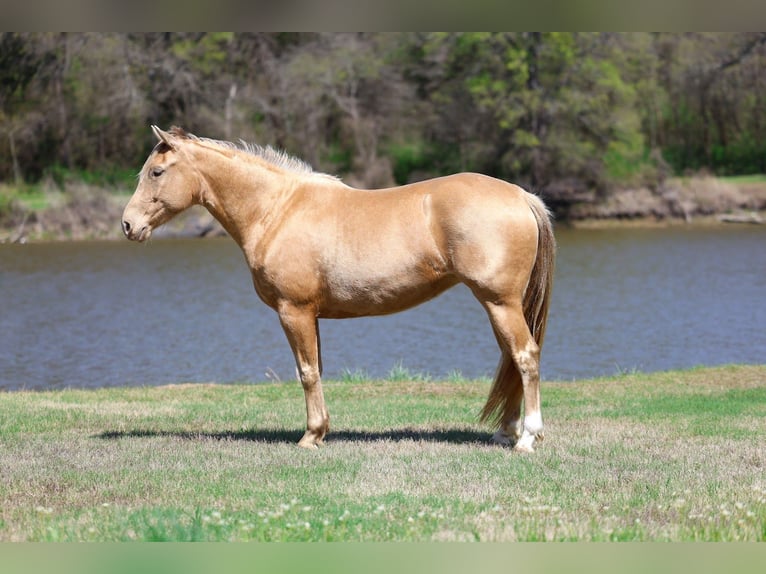 American Quarter Horse Mare 6 years 15 hh Champagne in Forney