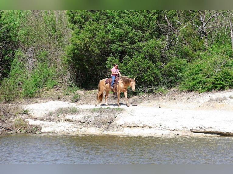 American Quarter Horse Mare 6 years 15 hh Champagne in Forney
