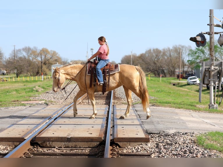 American Quarter Horse Mare 6 years 15 hh Champagne in Forney