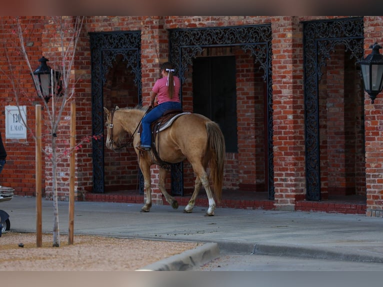 American Quarter Horse Mare 6 years 15 hh Champagne in Forney