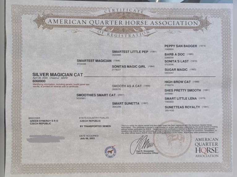 American Quarter Horse Mare 6 years 15 hh Chestnut in Reichelsheim