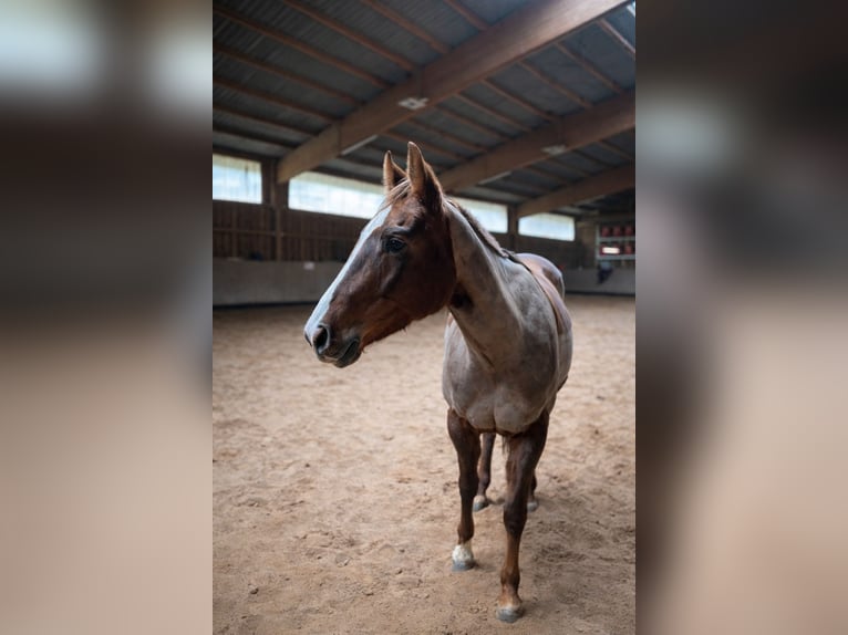American Quarter Horse Mare 6 years 15 hh Chestnut in Reichelsheim