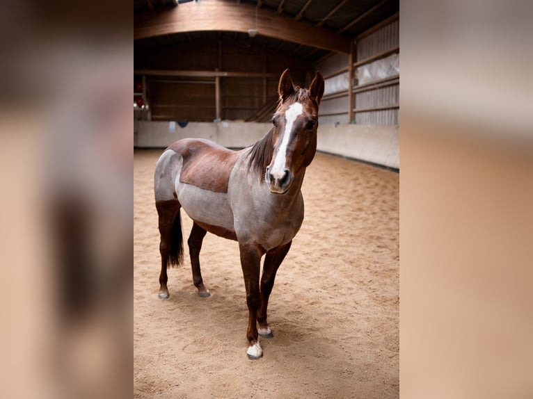 American Quarter Horse Mare 6 years 15 hh Chestnut in Reichelsheim