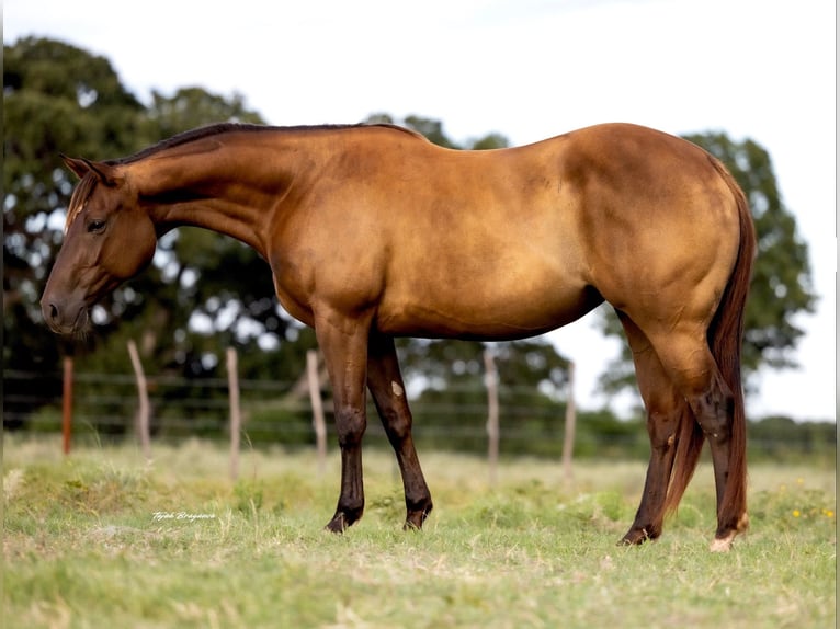 American Quarter Horse Mare 6 years 15 hh Chestnut in Cisco, TX