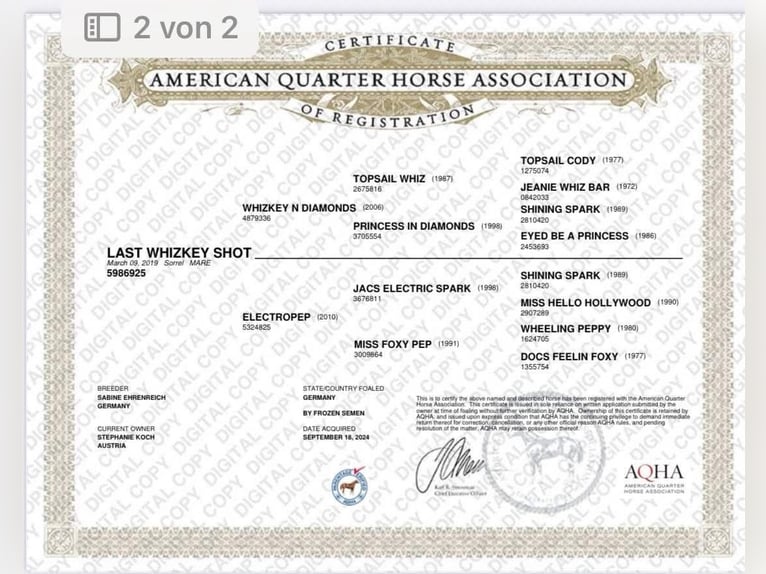 American Quarter Horse Mare 6 years 15 hh Chestnut-Red in Kirchberg am Wechsel