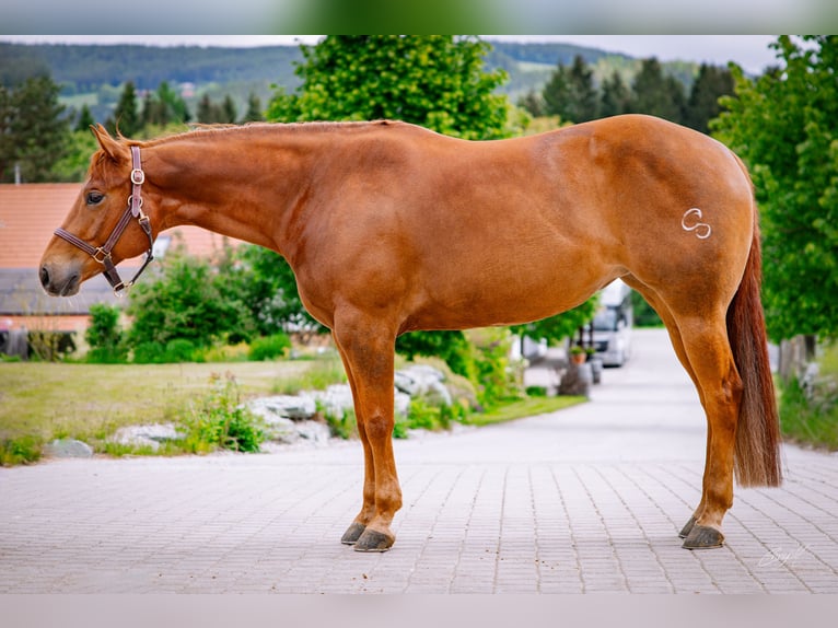 American Quarter Horse Mare 6 years 15 hh Chestnut-Red in Kirchberg am Wechsel