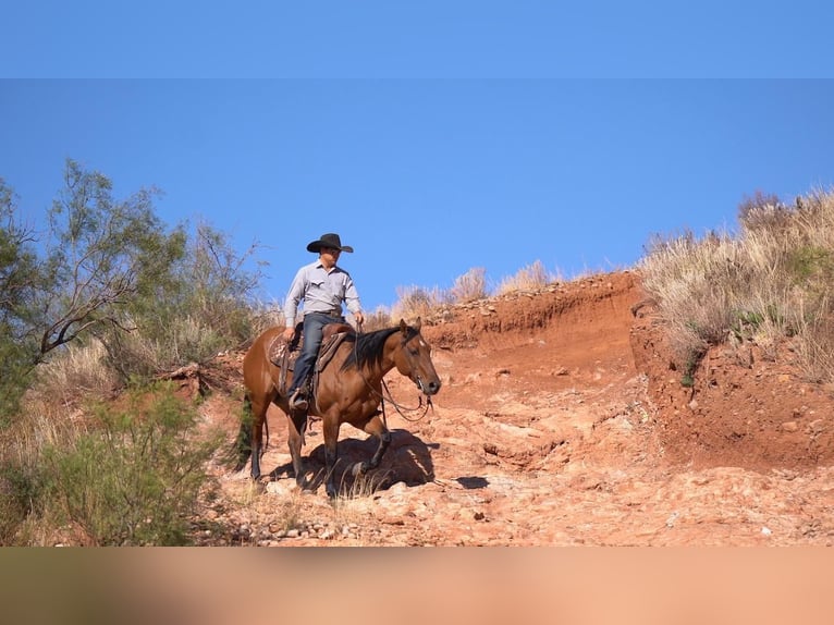 American Quarter Horse Mare 6 years 15 hh Dun in Waco, TX