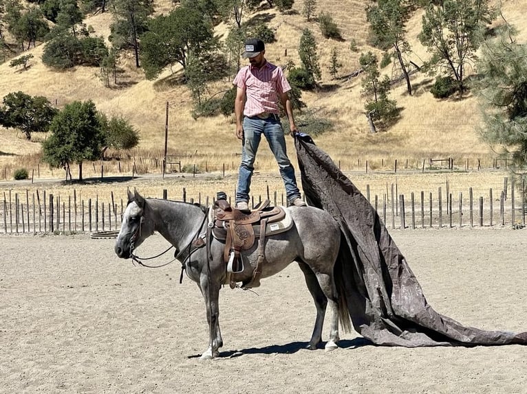 American Quarter Horse Mare 6 years 15 hh Grey-Dapple in Paicines CA