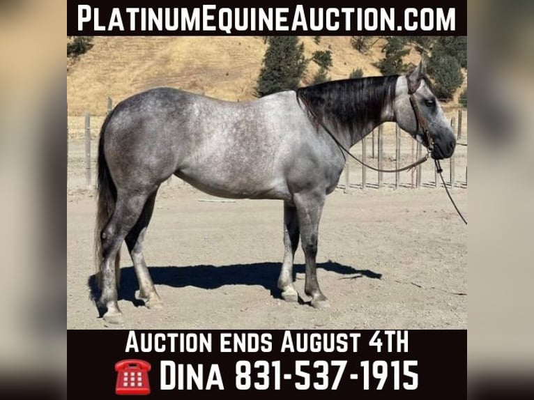 American Quarter Horse Mare 6 years 15 hh Grey-Dapple in Paicines CA