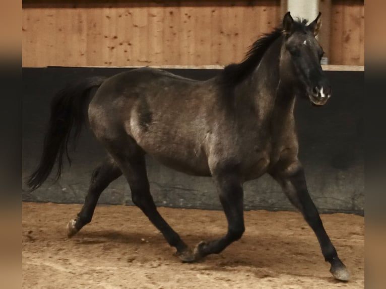 American Quarter Horse Mare 6 years 15 hh Grullo in Weißenhorn