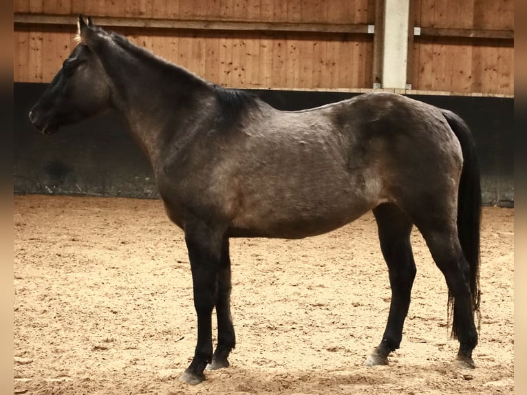 American Quarter Horse Mare 6 years 15 hh Grullo in Weißenhorn