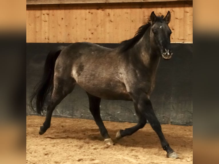 American Quarter Horse Mare 6 years 15 hh Grullo in Weißenhorn