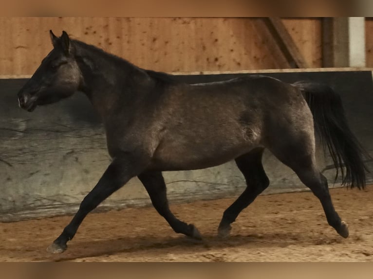 American Quarter Horse Mare 6 years 15 hh Grullo in Weißenhorn