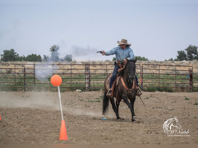 American Quarter Horse Mare 6 years 15 hh Grullo in Cody