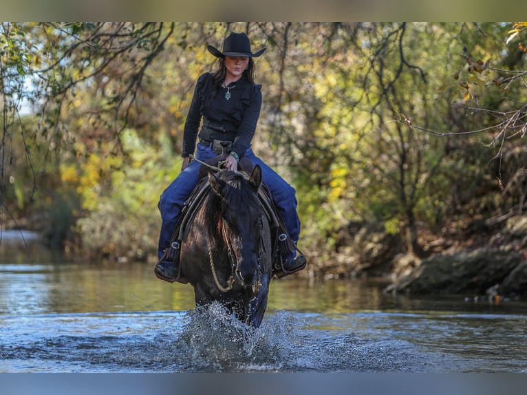 American Quarter Horse Mare 6 years 15 hh Grullo in Joshua