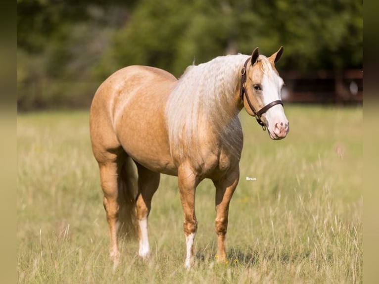 American Quarter Horse Mare 6 years 15 hh Palomino in Marietta