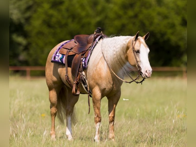 American Quarter Horse Mare 6 years 15 hh Palomino in Marietta