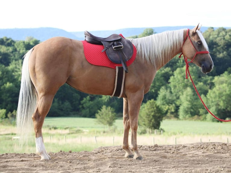 American Quarter Horse Mix Mare 6 years 15 hh Palomino in Liverpool, PA