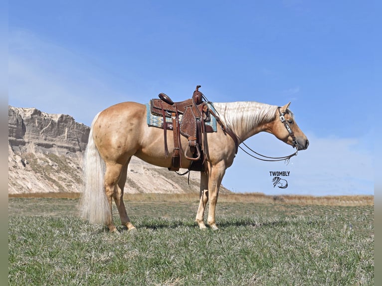 American Quarter Horse Mare 6 years 15 hh Palomino in Bayard, Nebraska