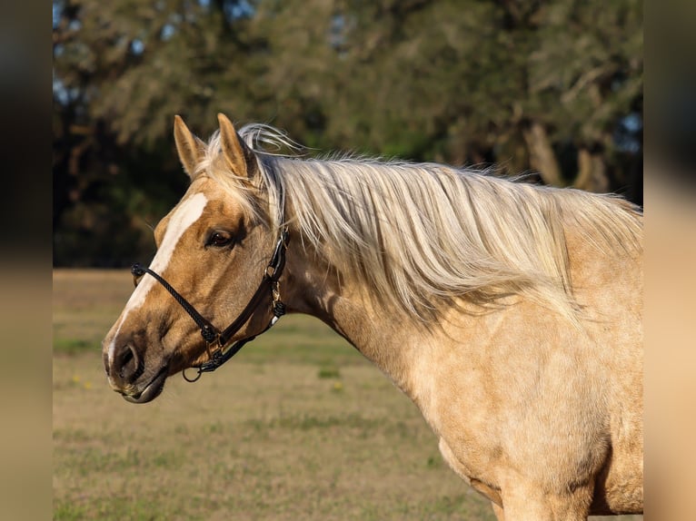 American Quarter Horse Mare 6 years 15 hh Palomino in Grand Bay