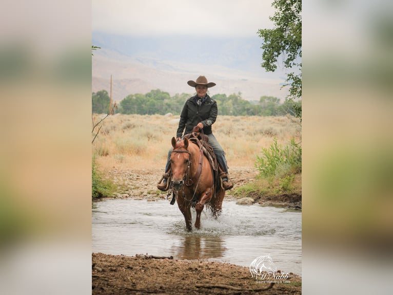 American Quarter Horse Mare 6 years 15 hh Red Dun in Cody