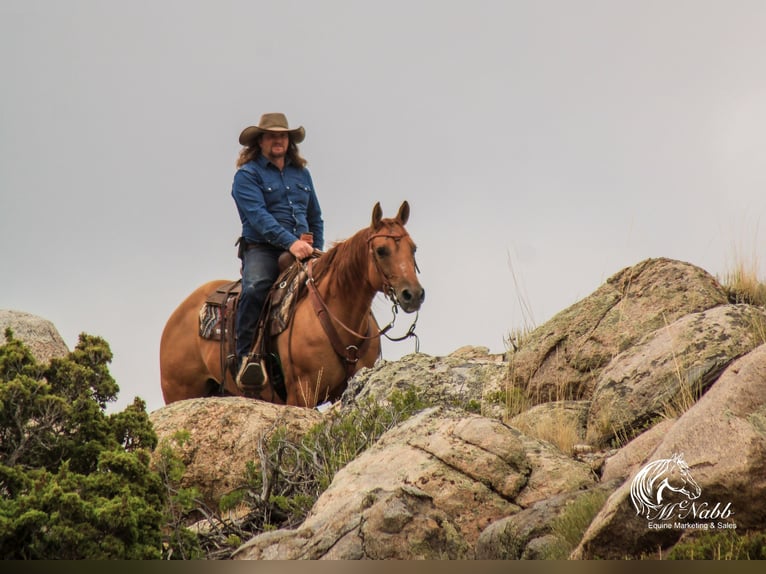 American Quarter Horse Mare 6 years 15 hh Red Dun in Cody