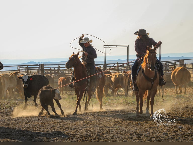 American Quarter Horse Mare 6 years 15 hh Red Dun in Cody