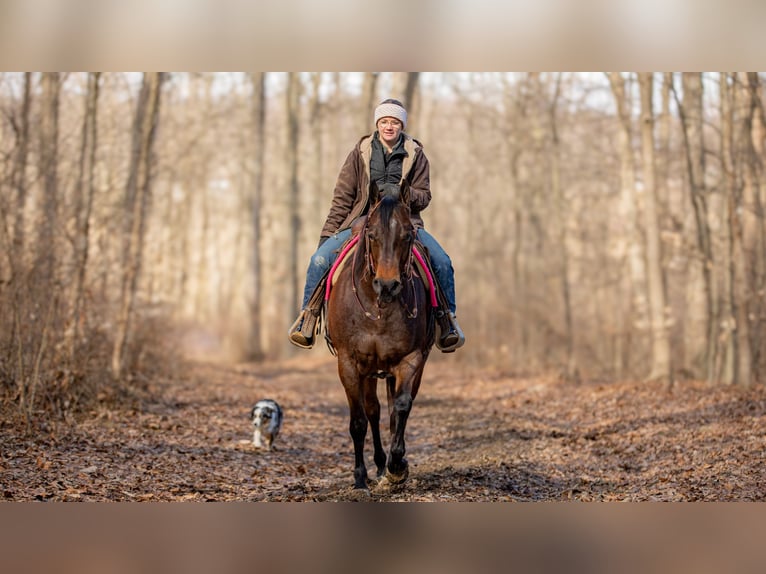 American Quarter Horse Mare 6 years 15 hh Roan-Bay in Fredericksburg, OH