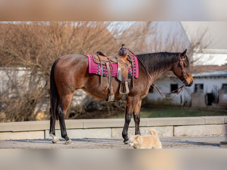 American Quarter Horse Mare 6 years 15 hh Roan-Bay in Fredericksburg, OH