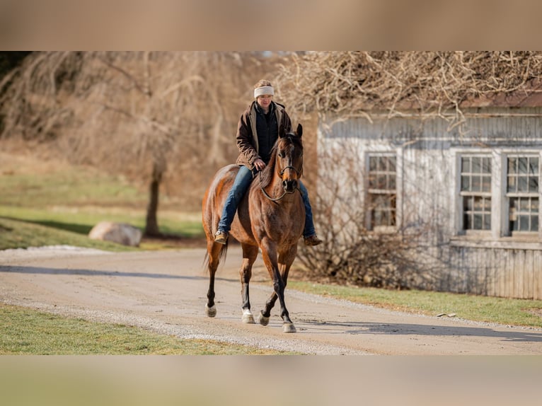 American Quarter Horse Mare 6 years 15 hh Roan-Bay in Fredericksburg, OH