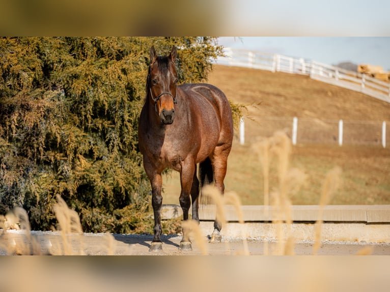 American Quarter Horse Mare 6 years 15 hh Roan-Bay in Fredericksburg, OH