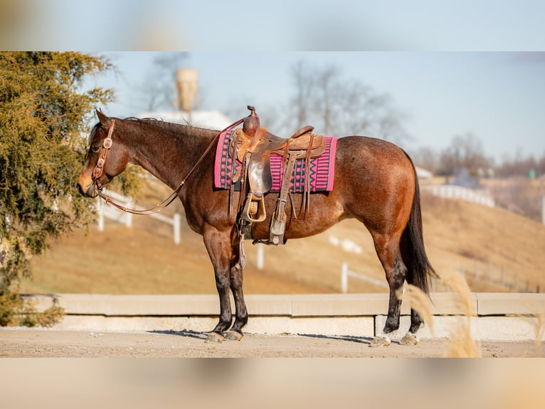 American Quarter Horse Mare 6 years 15 hh Roan-Bay in Fredericksburg, OH