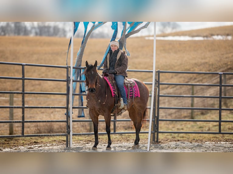 American Quarter Horse Mare 6 years 15 hh Roan-Bay in Fredericksburg, OH