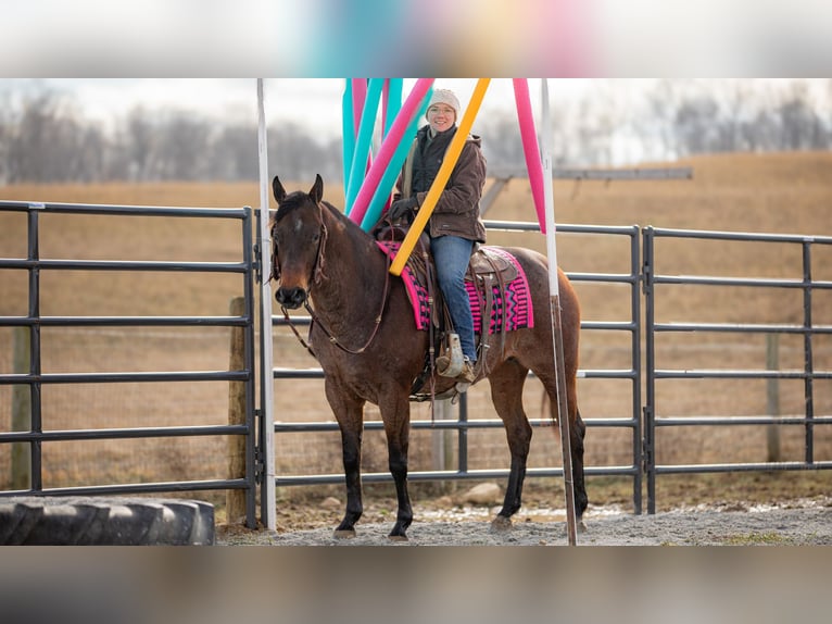 American Quarter Horse Mare 6 years 15 hh Roan-Bay in Fredericksburg, OH