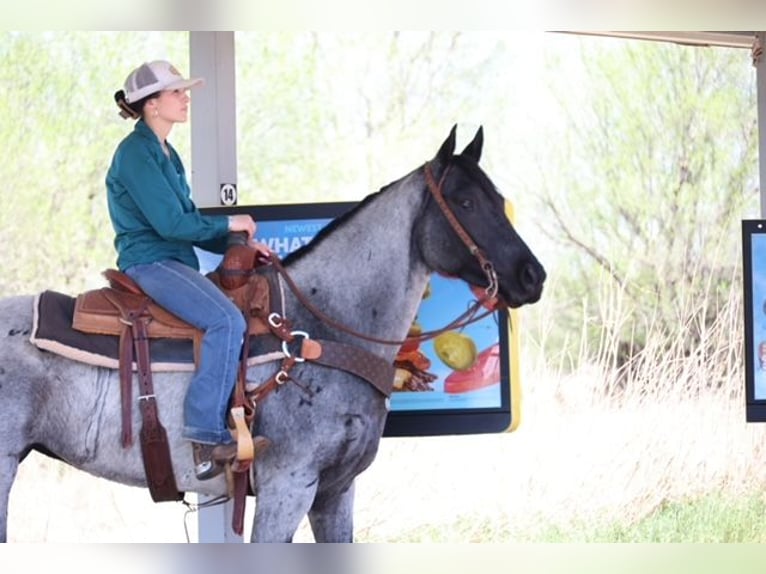 American Quarter Horse Mare 6 years 15 hh Roan-Blue in Ripley